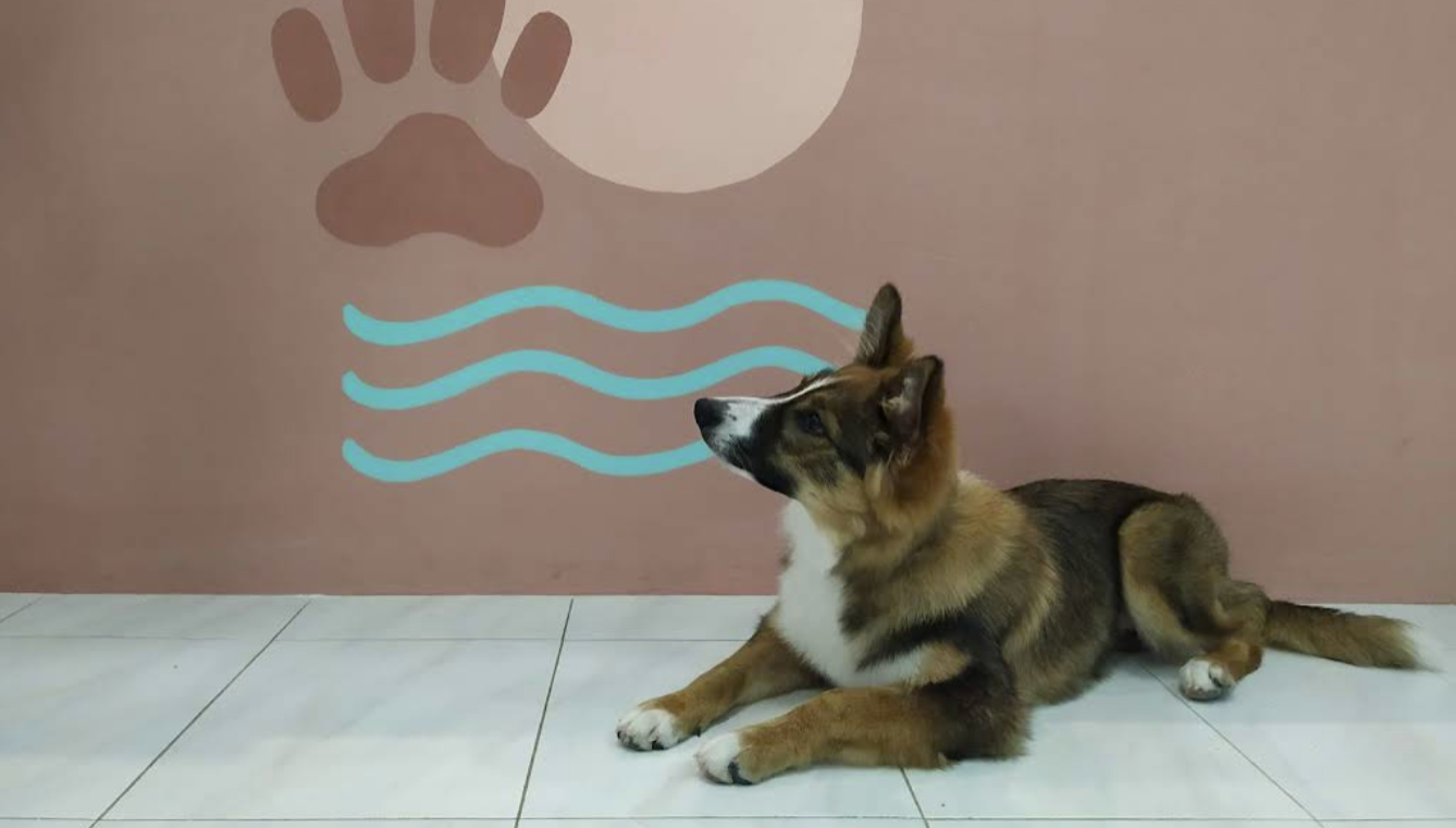 Dog Paradise Mascotas